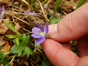 Photo By: Stephen M. Young. Photo taken: Tompkins County, NY on 10 May 2008
